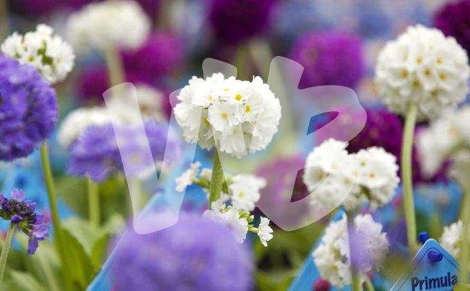 bloemen en planten vvbvanbree     1108
